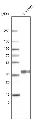 Western blot analysis in human cell line SH-SY5Y.