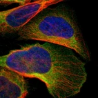 Immunofluorescent staining of human cell line U-2 OS shows localization to cytosol.
