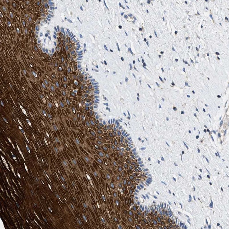 Rabbit Polyclonal Anti-TOMM6 Antibody - Buy for research - Highly ...