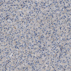 Immunohistochemical staining of human pancreas shows very weak granular cytoplasmic positivity in exocrine glandular cells.