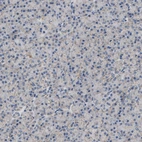 Immunohistochemical staining of human pancreas shows very weak granular cytoplasmic positivity in exocrine glandular cells.