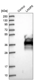 Western blot analysis in control (vector only transfected HEK293T lysate) and LAMP5 over-expression lysate (Co-expressed with a C-terminal myc-DDK tag (~3.1 kDa) in mammalian HEK293T cells, LY415874).