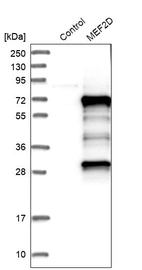 Western blot analysis in control (vector only transfected HEK293T lysate) and MEF2D over-expression lysate (Co-expressed with a C-terminal myc-DDK tag (~3.1 kDa) in mammalian HEK293T cells, LY416984).