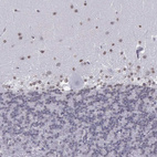 Anti-BARHL1 Antibody