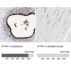 Anti-IFITM1 Antibody