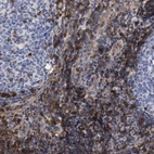 Immunohistochemical staining of human tonsil shows strong membranous positivity in non-germinal center cells.