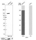Western blot analysis in human cell lines Caco-2 and HeLa using Anti-CDH1 antibody. Corresponding CDH1 RNA-seq data are presented for the same cell lines. Loading control: Anti-COX4I1.