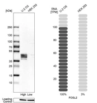 Western blot analysis in human cell lines U2OS and HEK293 using Anti-FOSL2 antibody. Corresponding FOSL2 RNA-seq data are presented for the same cell lines. Loading control: Anti-HSP90B1.