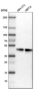 Western blot analysis in mouse cell line NIH-3T3 and rat cell line NBT-II.