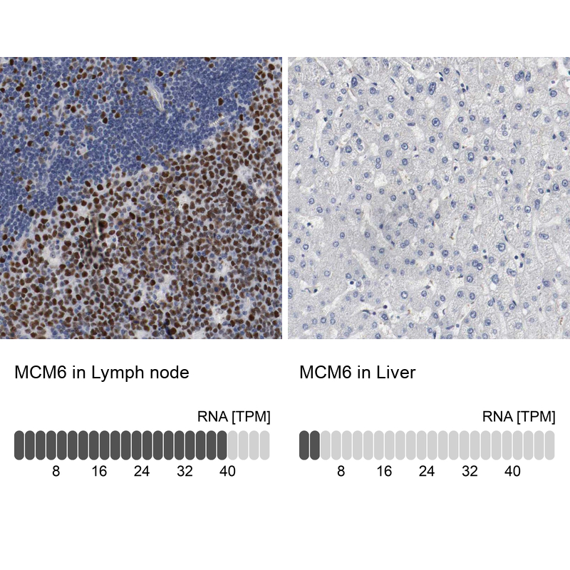 Anti-MCM6 Antibody