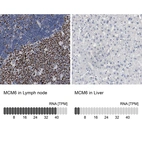 Anti-MCM6 Antibody