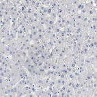 Anti-MCM6 Antibody