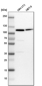 Western blot analysis in mouse cell line NIH-3T3 and rat cell line NBT-II.