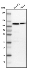 Western blot analysis in mouse cell line NIH-3T3 and rat cell line NBT-II.