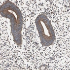 Immunohistochemical staining of human endometrium shows moderate cytoplasmic membranous positivity in glandular cells.