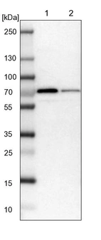 Lane 1: NIH-3T3 cell lysate (Mouse embryonic fibroblast cells)_br/_Lane 2: NBT-II cell lysate (Rat Wistar bladder tumour cells)
