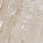 Immunohistochemical staining of human skeletal muscle shows weak cytoplasmic positivity in myocytes.