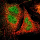 Immunofluorescent staining of human cell line U-2 OS shows localization to nucleoplasm & cytosol.