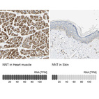 Anti-NNT Antibody