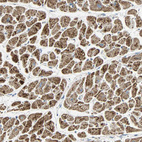 Anti-NNT Antibody