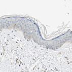 Immunohistochemical staining of human skin shows very weak positivity in squamous epithelial cells as expected.