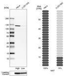 Western blot analysis in human cell lines HeLa and U-251MG using Anti-NNT antibody. Corresponding NNT RNA-seq data are presented for the same cell lines. Loading control: Anti-GAPDH.