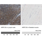 Anti-ARPC1B Antibody