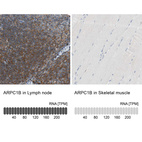 Anti-ARPC1B Antibody
