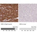 Anti-HRC Antibody