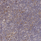 Immunohistochemical staining of human lymph node shows strong cytoplasmic positivity in non-germinal center cells.