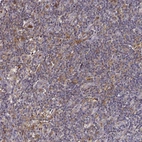 Immunohistochemical staining of human lymph node shows strong cytoplasmic positivity in non-germinal center cells.