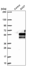 Western blot analysis in control (vector only transfected HEK293T lysate) and GAS7 over-expression lysate (Co-expressed with a C-terminal myc-DDK tag (~3.1 kDa) in mammalian HEK293T cells, LY404414).
