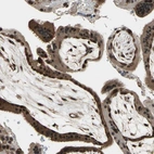 Immunohistochemical staining of human placenta shows strong nuclear positivity in trophoblastic cells.