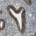 Immunohistochemical staining of human endometrium shows moderate to strong positivity in glandular cells.