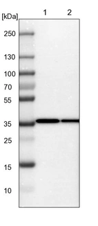 Lane 1: NIH-3T3 cell lysate (Mouse embryonic fibroblast cells)_br/_Lane 2: NBT-II cell lysate (Rat Wistar bladder tumour cells)
