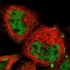 Immunofluorescent staining of human cell line A-431 shows localization to nucleoplasm.