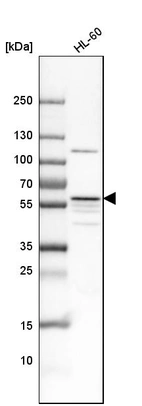 Western blot analysis in human cell line HL-60.