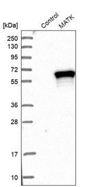 Western blot analysis in control (vector only transfected HEK293T lysate) and MATK over-expression lysate (Co-expressed with a C-terminal myc-DDK tag (~3.1 kDa) in mammalian HEK293T cells, LY408299).