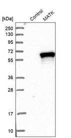 Western blot analysis in control (vector only transfected HEK293T lysate) and MATK over-expression lysate (Co-expressed with a C-terminal myc-DDK tag (~3.1 kDa) in mammalian HEK293T cells, LY408299).