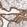Anti-ITGAV Antibody