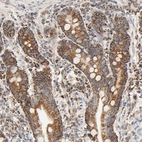Immunohistochemical staining of human duodenum shows strong cytoplasmic granular positivity in glandular cells.