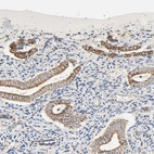 Immunohistochemical staining of human endometrium shows strong cytoplasmic granular positivity in glandular cells.