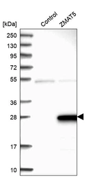 Western blot analysis in control (vector only transfected HEK293T lysate) and ZMAT5 over-expression lysate (Co-expressed with a C-terminal myc-DDK tag (~3.1 kDa) in mammalian HEK293T cells, LY412745).