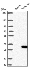 Western blot analysis in control (vector only transfected HEK293T lysate) and RASL11A over-expression lysate (Co-expressed with a C-terminal myc-DDK tag (~3.1 kDa) in mammalian HEK293T cells, LY404229).