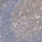 Immunohistochemical staining of human tonsil shows moderate cytoplasmic positivity in germinal center cells.