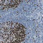 Immunohistochemical staining of human tonsil shows strong nuclear positivity in germinal center cells.
