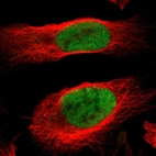 Immunofluorescent staining of human cell line U-2 OS shows localization to nucleoplasm.