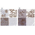 Anti-ICAM1 Antibody