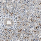Immunohistochemical staining of human salivary gland shows moderate positivity in luminal membrane in glandular cells.