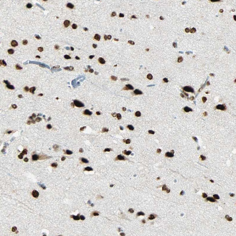 Anti-MYEF2 Antibody